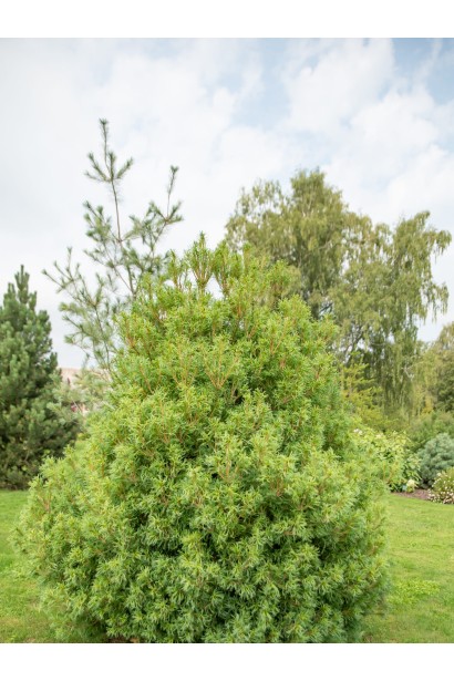 Крупний план хвої сосни Tiny Curls: спіралеподібно закручені голочки створюють унікальний текстурний ефект.